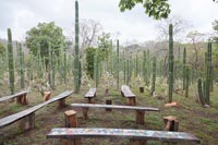 Rustic benches in tropical garden