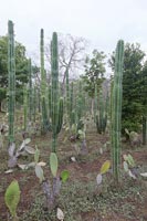 Tropical garden with cacti