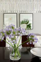 Agapanthus flowers in glass vase
