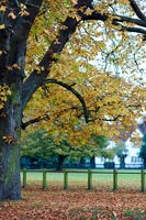 Mature trees with autumn foliage