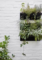 Wall mounted herb container