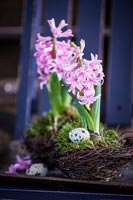 Hyacinths and Quails eggs