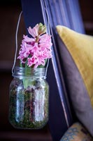 Hyacinth in glass jar