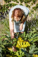 Woman picking courgettes