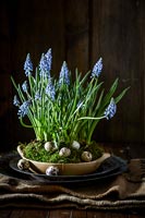 Bowl of Muscari flowers with Quails eggs