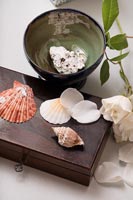 Collection of sea shells on wooden box 