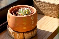 Succulent plant in decorative terracotta pot 