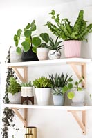Houseplants displayed on shelves 