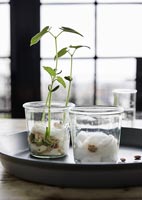 Seedlings in glassware 