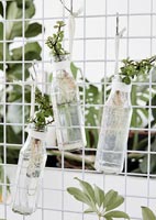 Hanging glass bottles