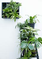 Green plants in black containers, some on painted step ladder