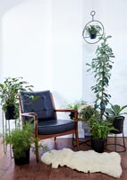 Modern living room with display of houseplants 