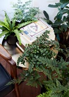 Green houseplants on and around side table with books 