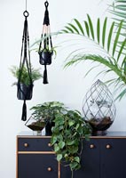 Green houseplants in black containers 