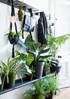 Display of green houseplants in black containers 