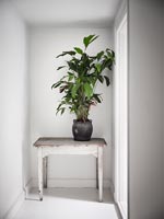 Distressed side table with plant 