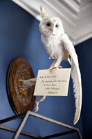 Taxidermy owl above shelves 