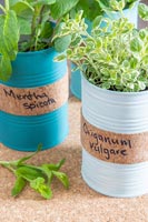 Painted tin cans with cork band for labelling the herbs planted in the tins