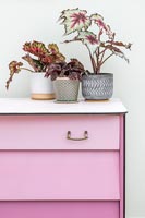 Finished set of drawers painted dusty pink with drawers in different shades - ombre paint effect, group of houseplants