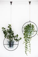 Detail of suspended house plants 