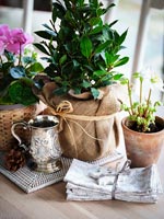 Detail of small bay tree in pot wrapped in hessian as gift 