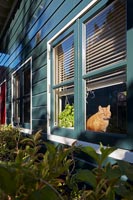 Pet cat seen through window of painted wooden cottage 