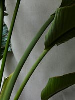 Detail of large houseplant next to concrete wall 