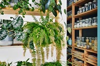 Houseplants outside pantry with storage jars on wooden shelving 