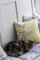 Cat asleep on comfortable cushion on settle
