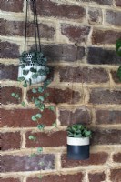 Exposed brick wall and houseplants