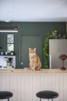 Pet cat on kitchen worktop