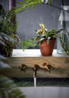 Brass taps set into wooden shelf with houseplants