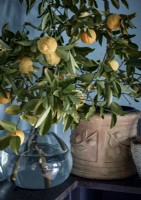 Lemon tree branches in vase with ripening fruit