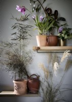 Display of houseplants on shelves