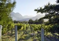 View of vineyard with mountain range beyond