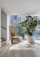 Large houseplant and ornate wicker chair in contemporary armchair