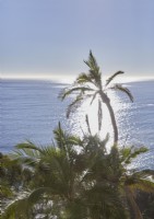 View of ocean through palm trees 