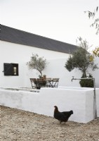 Black hen in white courtyard