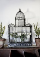 Black vintage birdcage with white flower arrangement inside 