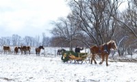 Overview of sleigh and horses in the snow on Christmas day