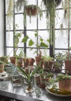 Detail of display of house plants next to window