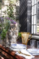 Owner's Maine Coon 