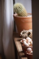 Potted cactus, bird's nests and farm eggs on windowsill