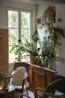 Display of houseplants on vintage sideboard by French windows