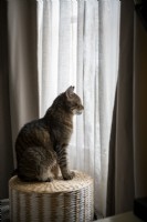 Pet cat sitting on basket looking out of window through linen curtains