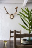 Antelope antlers mounted to wall