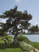 Seating in the shade of a Cedar tree on an inlet in Sag Harbor