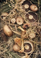 Detail of foraged mushrooms and pine cones 