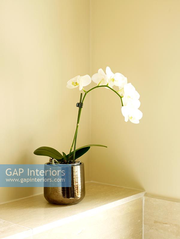 Details of white orchid in metallic vase 