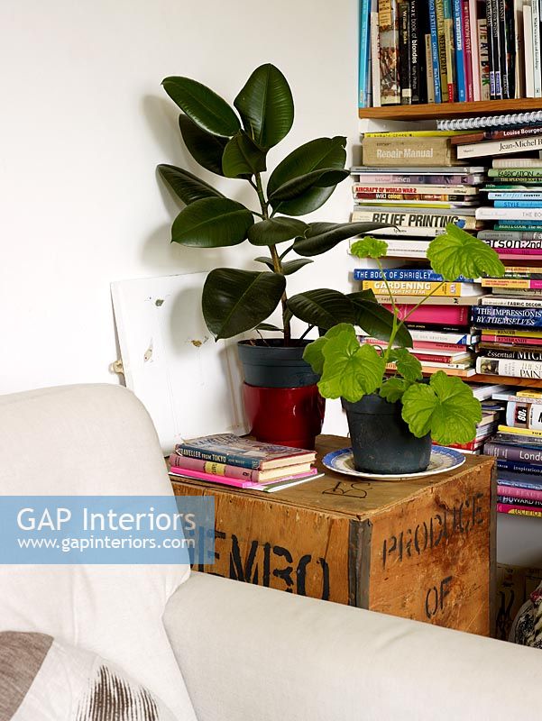 Details of houseplants in quirky living room 